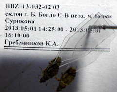 Diomphalus hispidulus