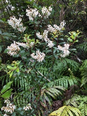 Gaultheria paniculata
