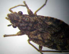 Diomphalus hispidulus