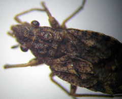 Diomphalus hispidulus