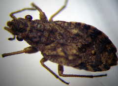 Diomphalus hispidulus