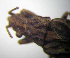 Diomphalus hispidulus