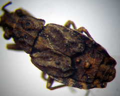 Diomphalus hispidulus