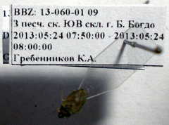 Diomphalus hispidulus