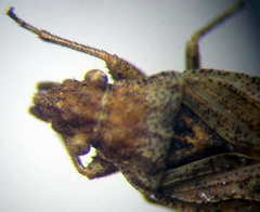 Diomphalus hispidulus