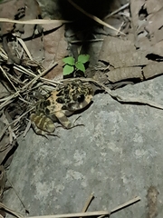 Craugastor augusti cactorum