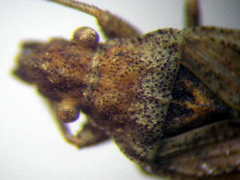 Diomphalus hispidulus