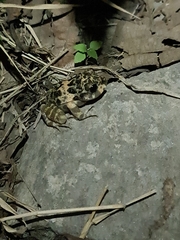 Craugastor augusti cactorum