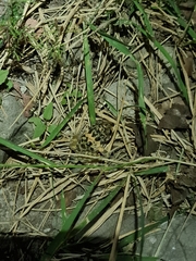 Craugastor augusti cactorum