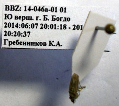 Diomphalus hispidulus