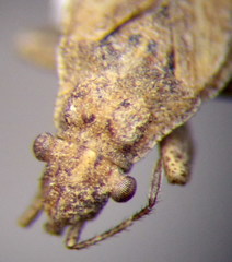 Diomphalus hispidulus