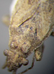 Diomphalus hispidulus