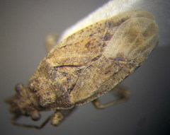 Diomphalus hispidulus