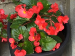 Begonia cucullata hookeri