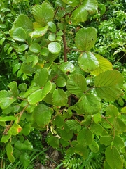 Rubus ellipticus obcordatus