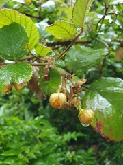 Rubus ellipticus obcordatus