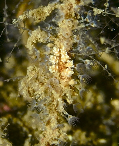 Dotidae