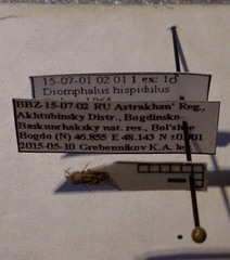 Diomphalus hispidulus