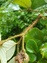 Rubus ellipticus obcordatus