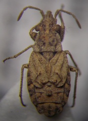 Diomphalus hispidulus