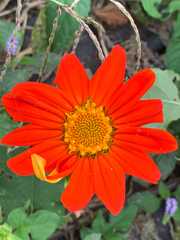 Tithonia rotundifolia