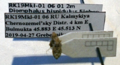 Diomphalus hispidulus