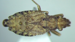 Diomphalus hispidulus