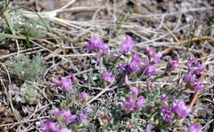 Astragalus spatulatus