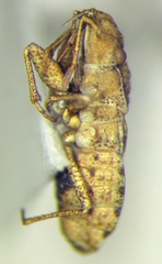 Diomphalus hispidulus