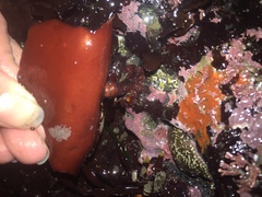 Constantinea simplex