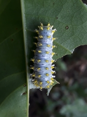 Cyclosia latipennis