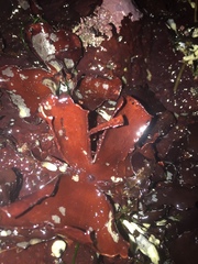 Constantinea simplex