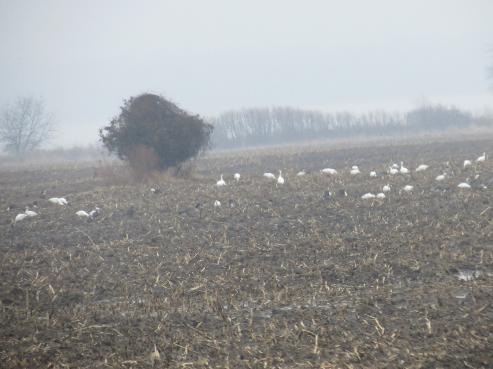 Snow Goose