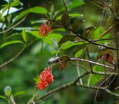Epidendrum spathatum