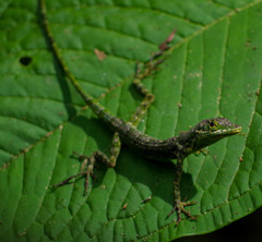 Anolis aequatorialis