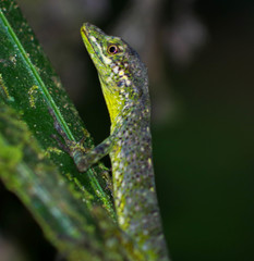 Anolis aequatorialis