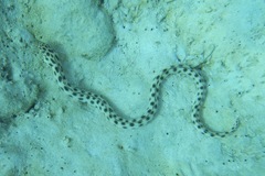 Myrichthys xysturus