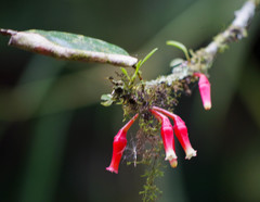 Macleania cordifolia