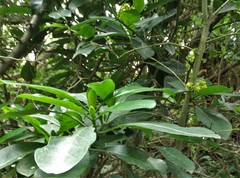 Psychotria capensis capensis