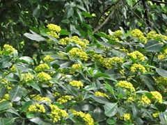 Psychotria capensis capensis