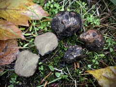 Rhizopogon parksii