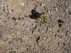 Cristaria glaucophylla