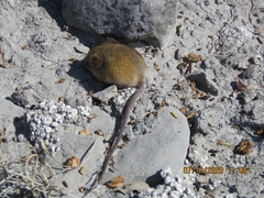 Reithrodontomys fulvescens