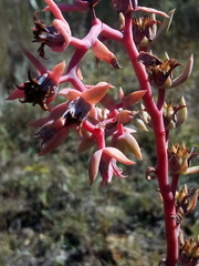 Echeveria heterosepala