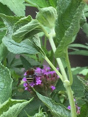 Anthophora pilifrons