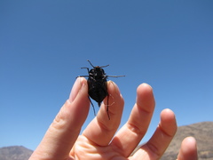 Gyriosomus