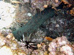 Gymnothorax dovii