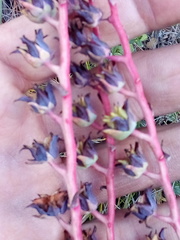 Echeveria heterosepala