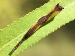 Cerurinae