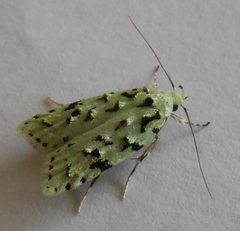 Izatha peroneanella